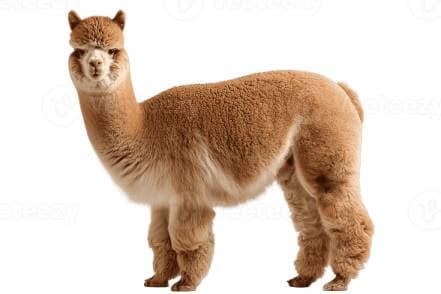 2021 - Premio penetrador (Penetration Tester)